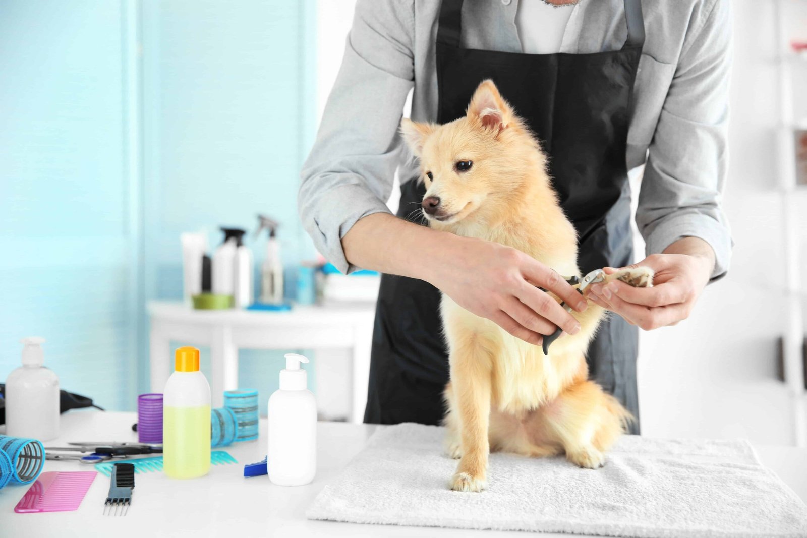 How to Start a Pet Grooming Business from Home