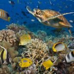 Protecting Top Marine Animals in the Great Barrier Reef