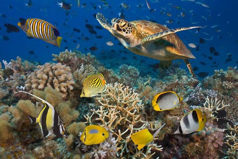 Protecting Top Marine Animals in the Great Barrier Reef