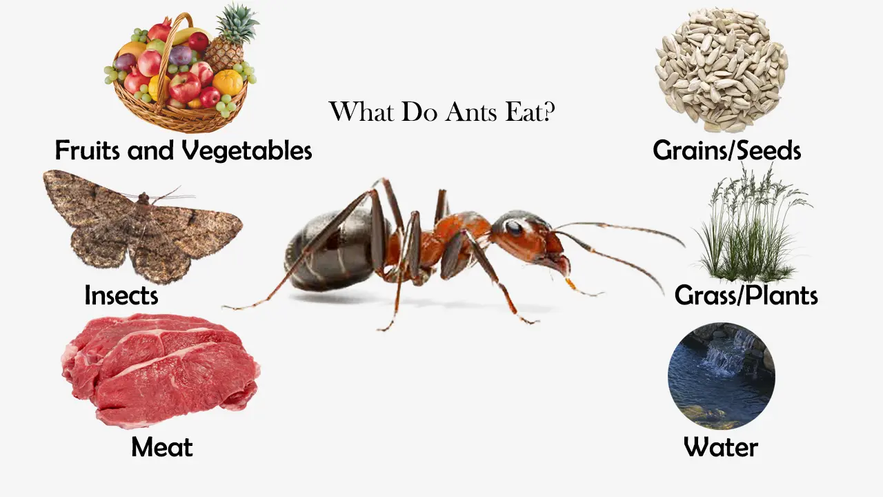 Resolving Issues Related to Insects That Eat Ants