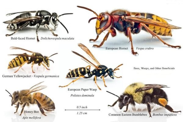 Best Plants to Attract Pollinators Like Bees and Butterflies