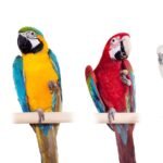 How to Care for a Pet Bird