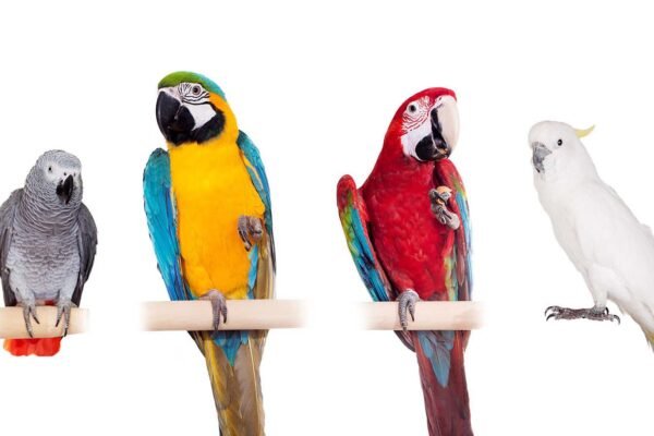 How to Care for a Pet Bird