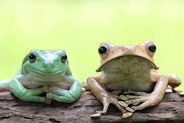 Feeding Guide for Pet Frogs and Salamanders