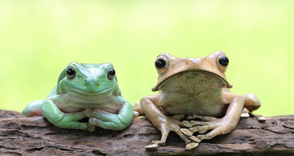 Feeding Guide for Pet Frogs and Salamanders