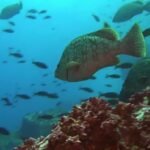 Understanding and Managing Ocean Predators That Eat Fish