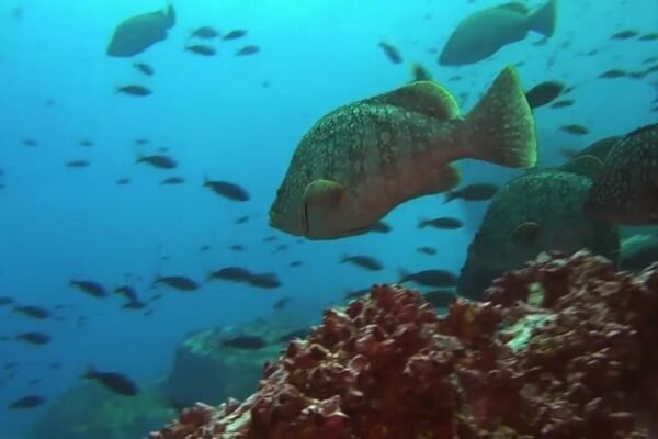 Understanding and Managing Ocean Predators That Eat Fish