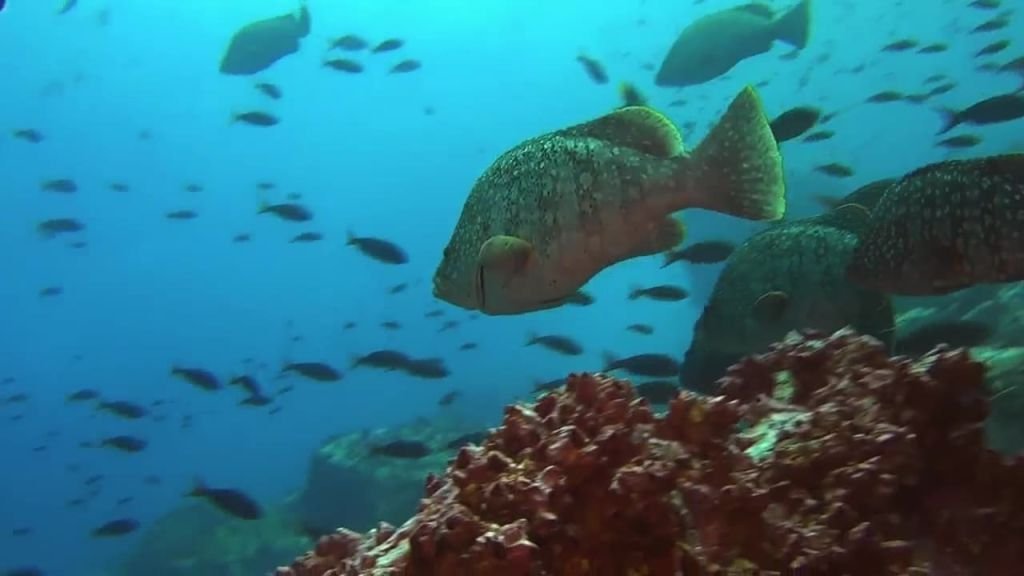 Understanding and Managing Ocean Predators That Eat Fish