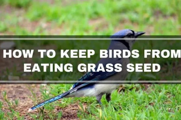  How to Keep Birds from Eating Grass Seed