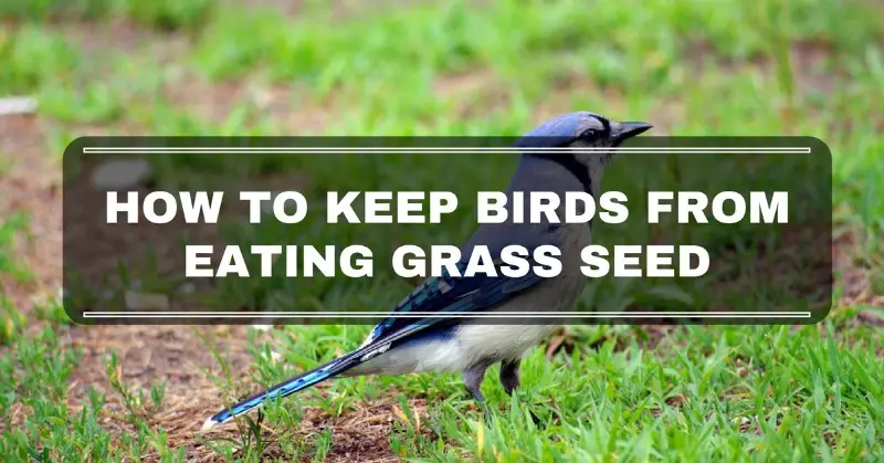  How to Keep Birds from Eating Grass Seed