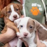 Marketing a Pet Adoption Agency Online