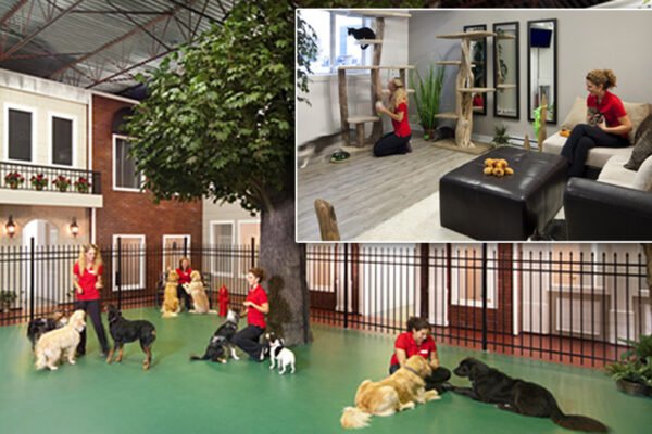 Finding Pet-Friendly Hotels with No Pet Fee