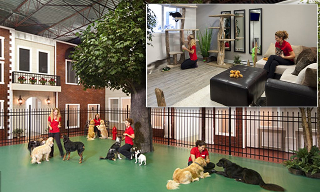 Finding Pet-Friendly Hotels with No Pet Fee