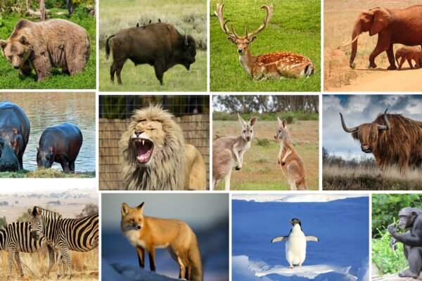 Solution-Based Guide to Resolving Issues at Living Treasures Wild Animal Park