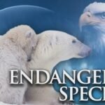 "endangered wild animals in the USA"