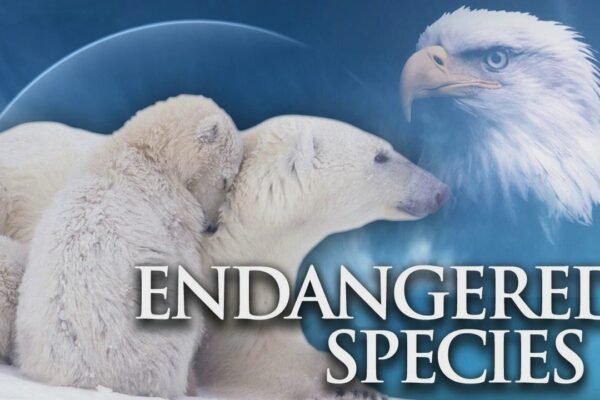 "endangered wild animals in the USA"
