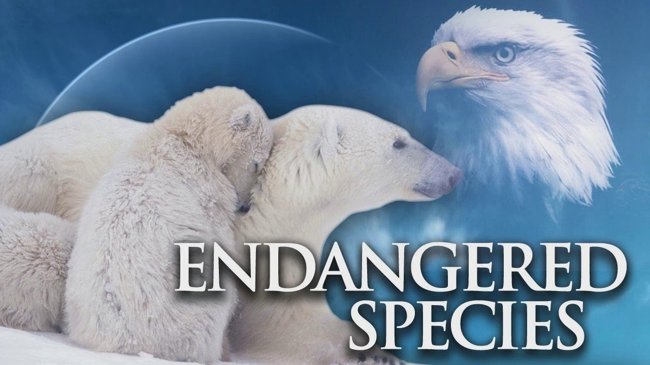 "endangered wild animals in the USA"