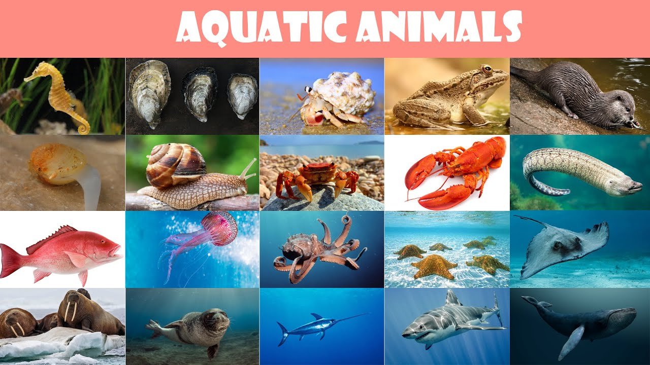 Aquatic Animal Welfare and Ecosystem Health in Africa