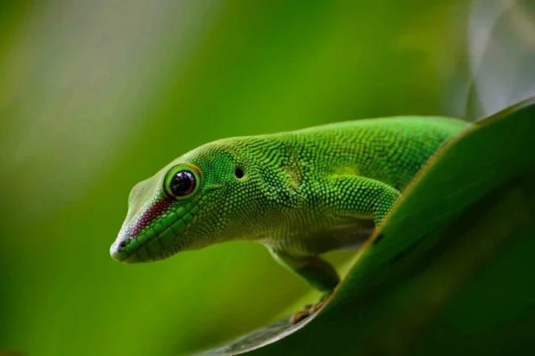 Challenges in Reptile Health Supplements for Veterinary Retailers