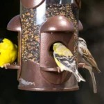 Feeding Wild Birds Safely in the U.S. — A Comprehensive Guide