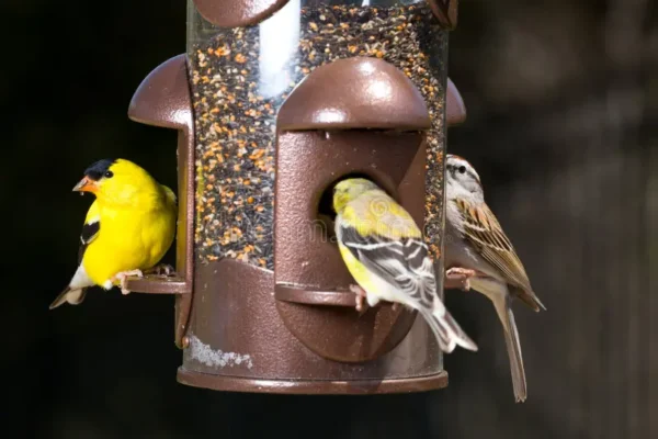 Feeding Wild Birds Safely in the U.S. — A Comprehensive Guide