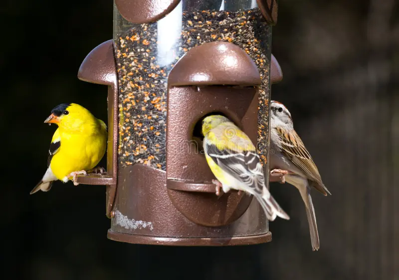 Feeding Wild Birds Safely in the U.S. — A Comprehensive Guide