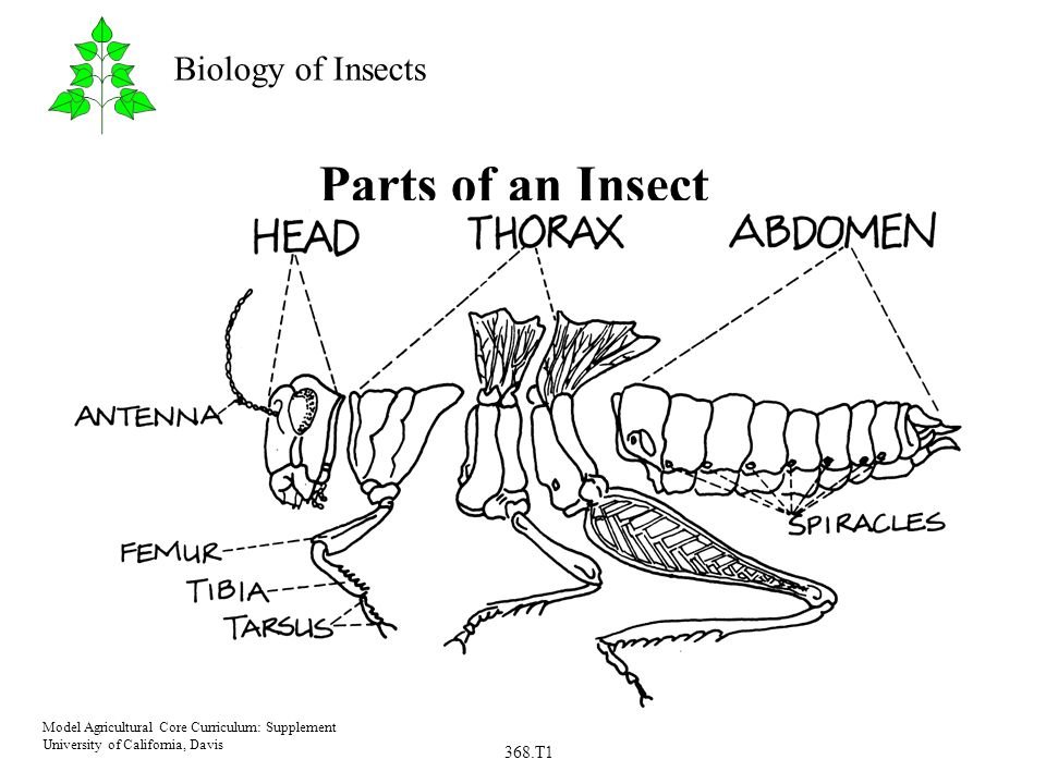 What is the Site of Gaseous Exchange in an Insect?