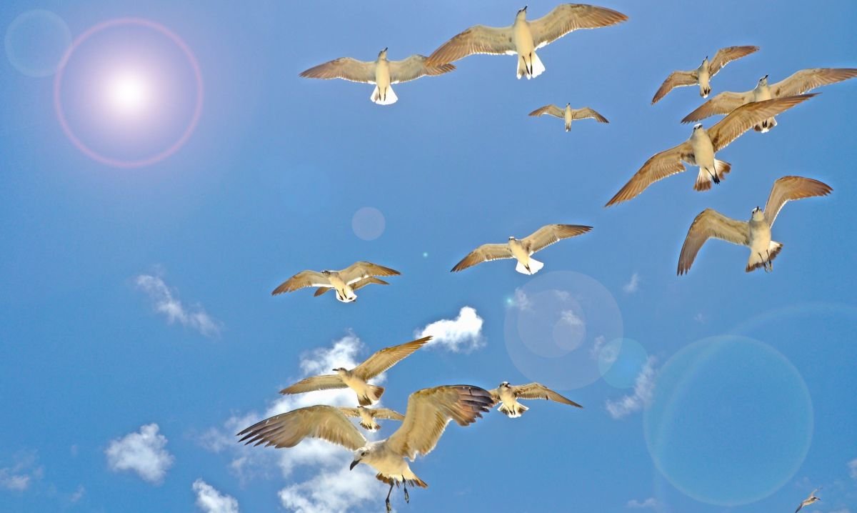 Guide to Understanding and Supporting Bird Navigation Using the Sun and Stars