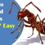 How to Get Rid of Ants in the House Naturally