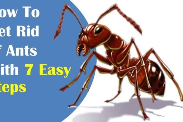 How to Get Rid of Ants in the House Naturally
