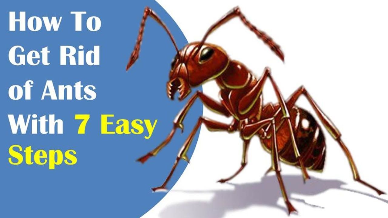 How to Get Rid of Ants in the House Naturally