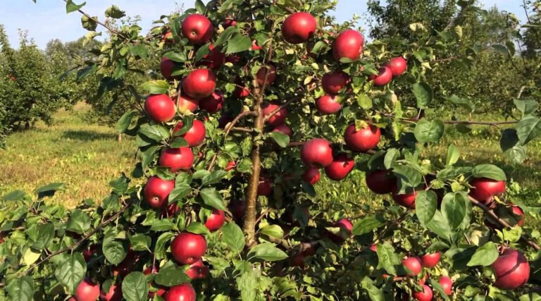 Audible Deterrents to Keep Birds Off Apple Trees