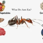 Resolving Issues Related to Insects That Eat Ants
