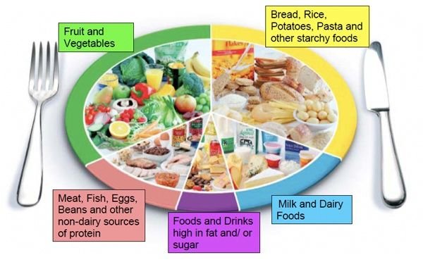 Resolving Reptile Feeding Schedules and Diet Plans