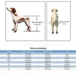 Finding the Right Hypoallergenic Dog Breed for Allergy Sufferers