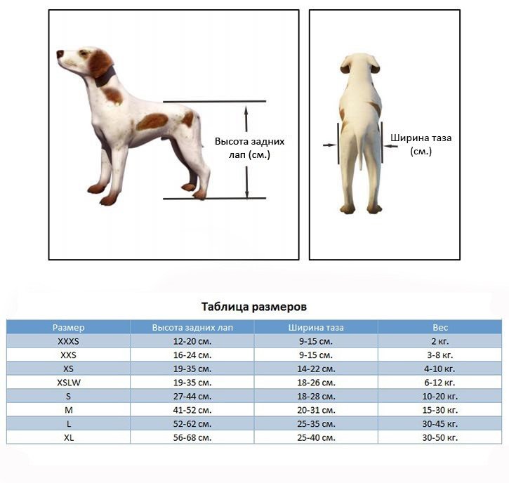 Finding the Right Hypoallergenic Dog Breed for Allergy Sufferers
