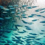 Resolving Aquatic Animal Health Challenges in African Aquaculture